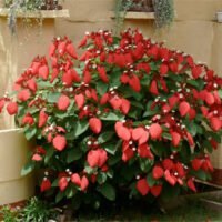 Mussaenda erythrophylla