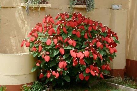 Mussaenda erythrophylla