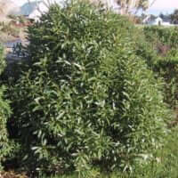Myoporum laetum