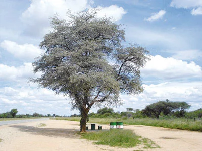 Terminalia sericea