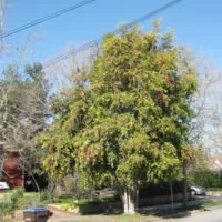 Syzygium paniculatum