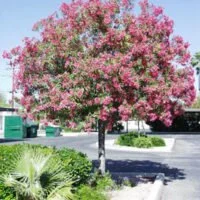Nerium oleander