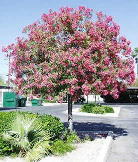 Nerium oleander