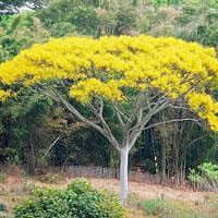 Schizolobium excelsum