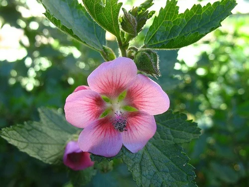 Anisodontea capensis