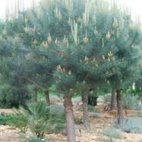 Pinus pinea