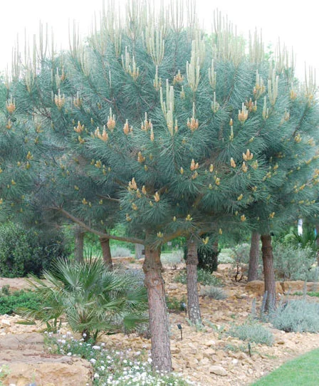 Pinus pinea