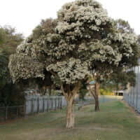 Melaleuca linariifolia