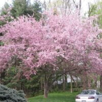 Malus x atrosanguinea