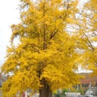 Ginkgo biloba