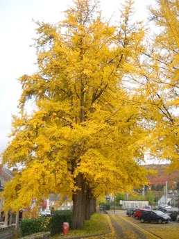 Ginkgo biloba