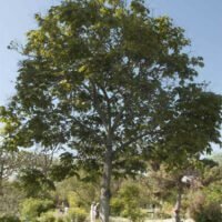 Firmiana platanifolia