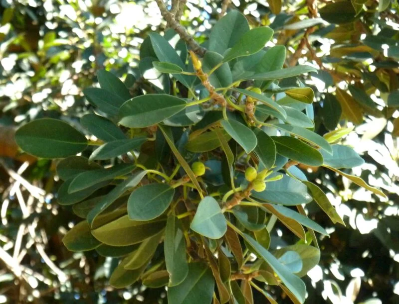 Ficus thonningii