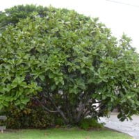 Ficus lyrata