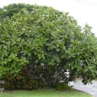 Ficus lyrata