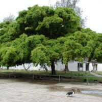 Ficus benjamina