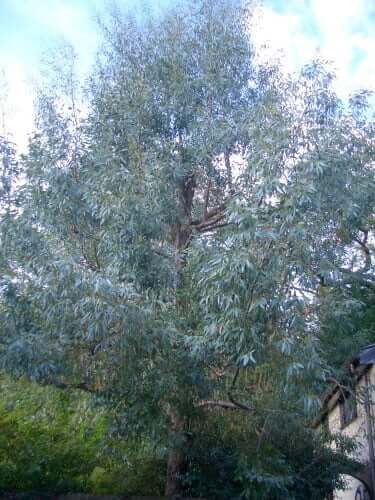 Eucalyptus gunnii (Cider Gum)