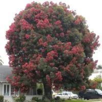 Eucalyptus ficifolia