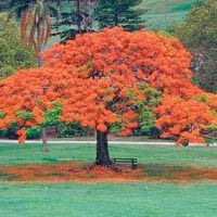 Delonix regia
