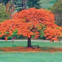 Delonix regia
