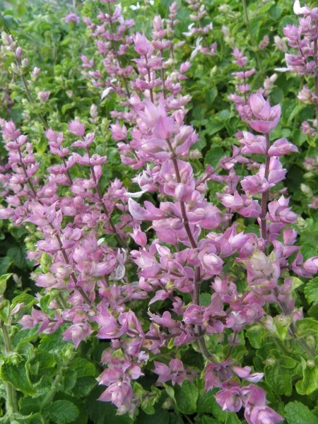 Orthosiphon labiatus