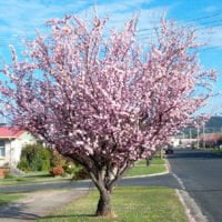 Prunus x blireana
