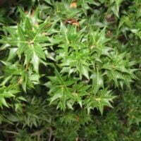 Osmanthus heterophyllus