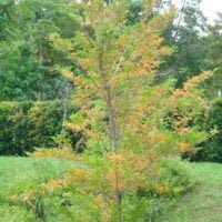 Citharexylum quadrangulare