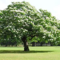 Catalpa bignonioides