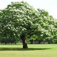 Catalpa bignonioides
