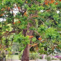 Castanospermum australe