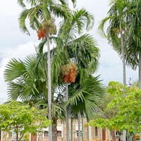 Carpentaria acuminata