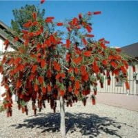 Callistemon viminalis 'McCaskilli'