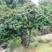 Bequaertiodendron magalismontanum