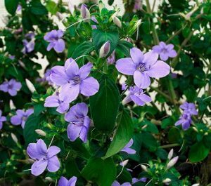 Barleria obtusa (Bush violet) - Plantinfo