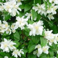 Philadelphus coronarius