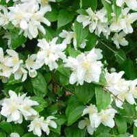 Philadelphus coronarius