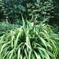 Phormium cookianum