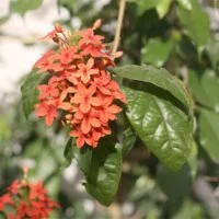 Ruspolia hypocrateriformis var. australis