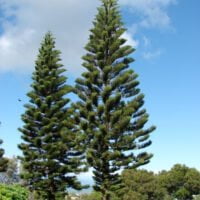 Araucaria cookii