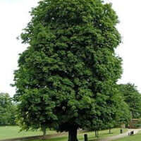 Aesculus hippocastanum