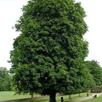 Aesculus hippocastanum