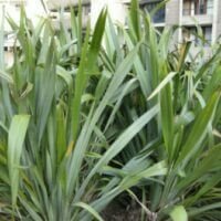 Phormium tenax