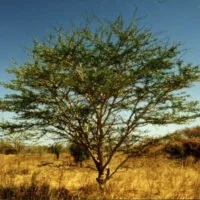 Acacia robusta