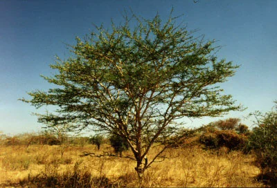 Acacia robusta