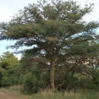 Acacia burkei