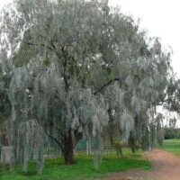 Acacia pendula