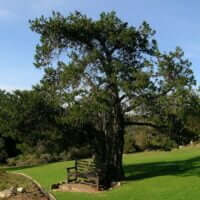 Widdringtonia nodiflora