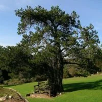 Widdringtonia nodiflora