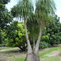 Beaucarnea recurvata